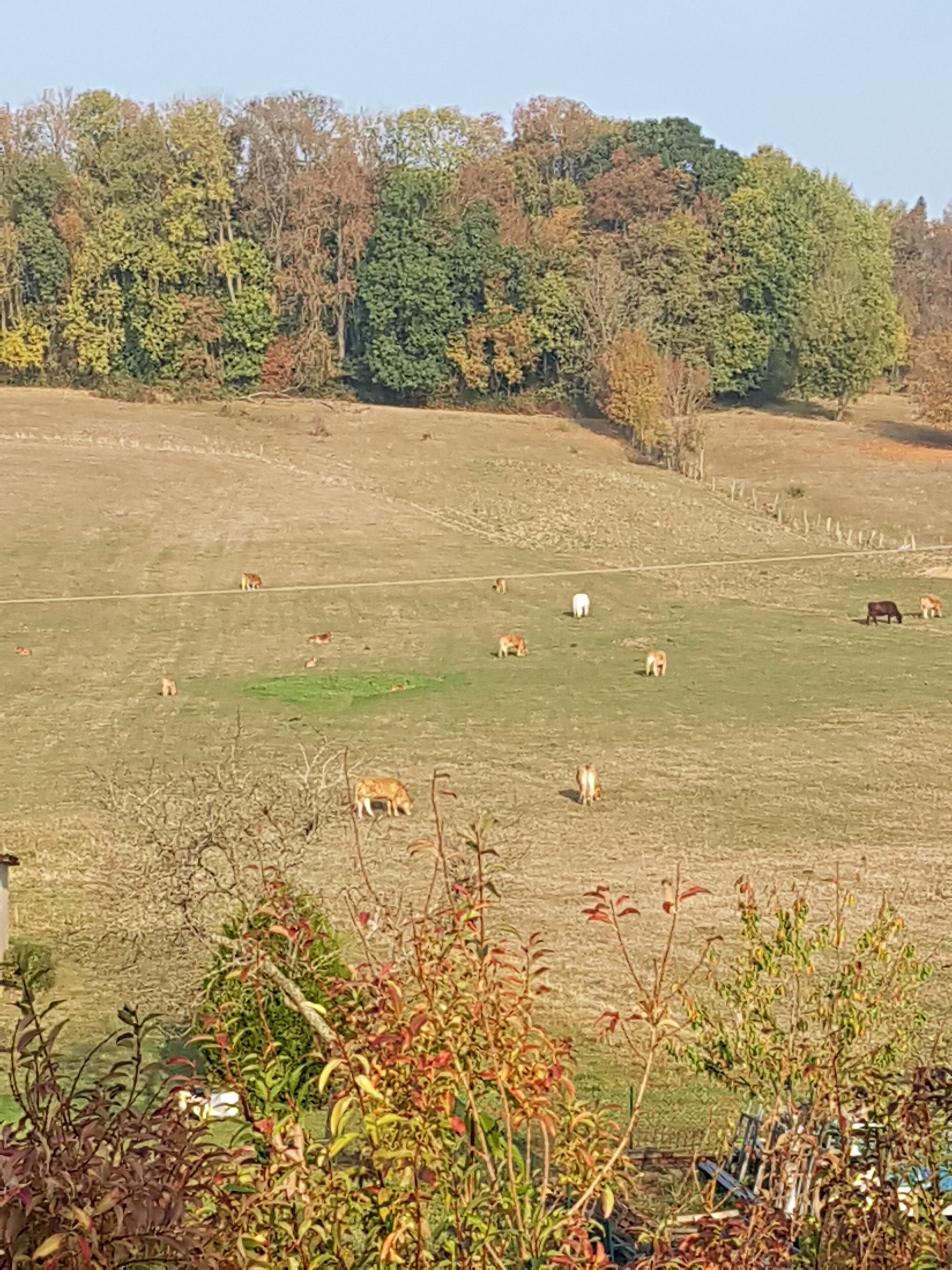 A rural landscape with a field of grazing animals and a line of trees in the background.