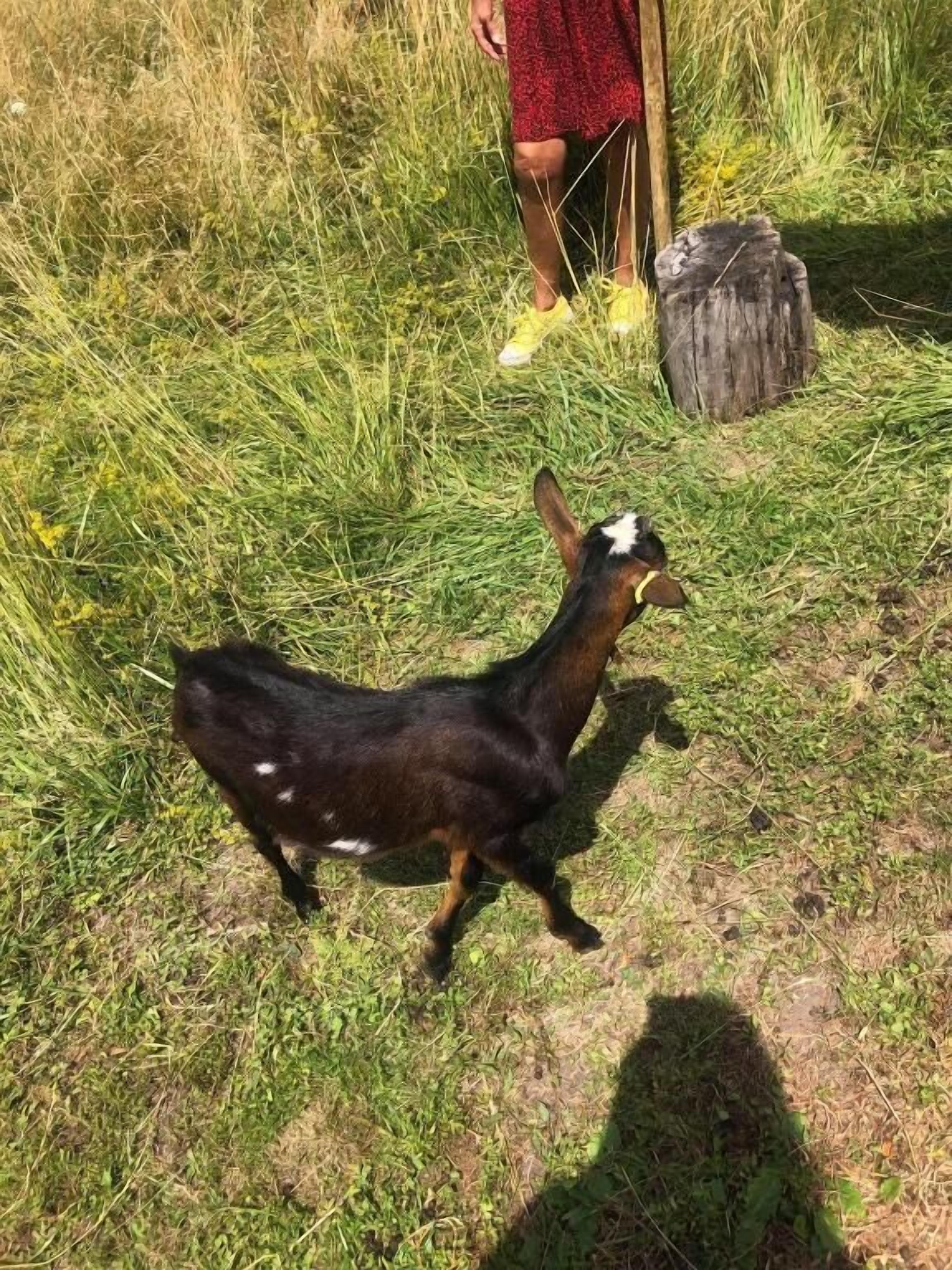 A goat in a grassy field with a wooden post and a piece of wood in the background.