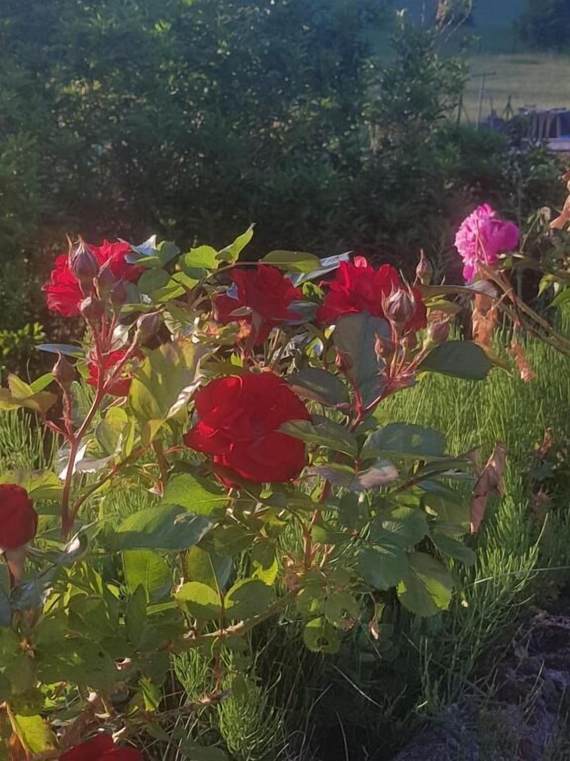 Un jardin agrémenté de fleurs rouges et roses, de feuillage verdoyant et d’une pelouse en arrière-plan.
