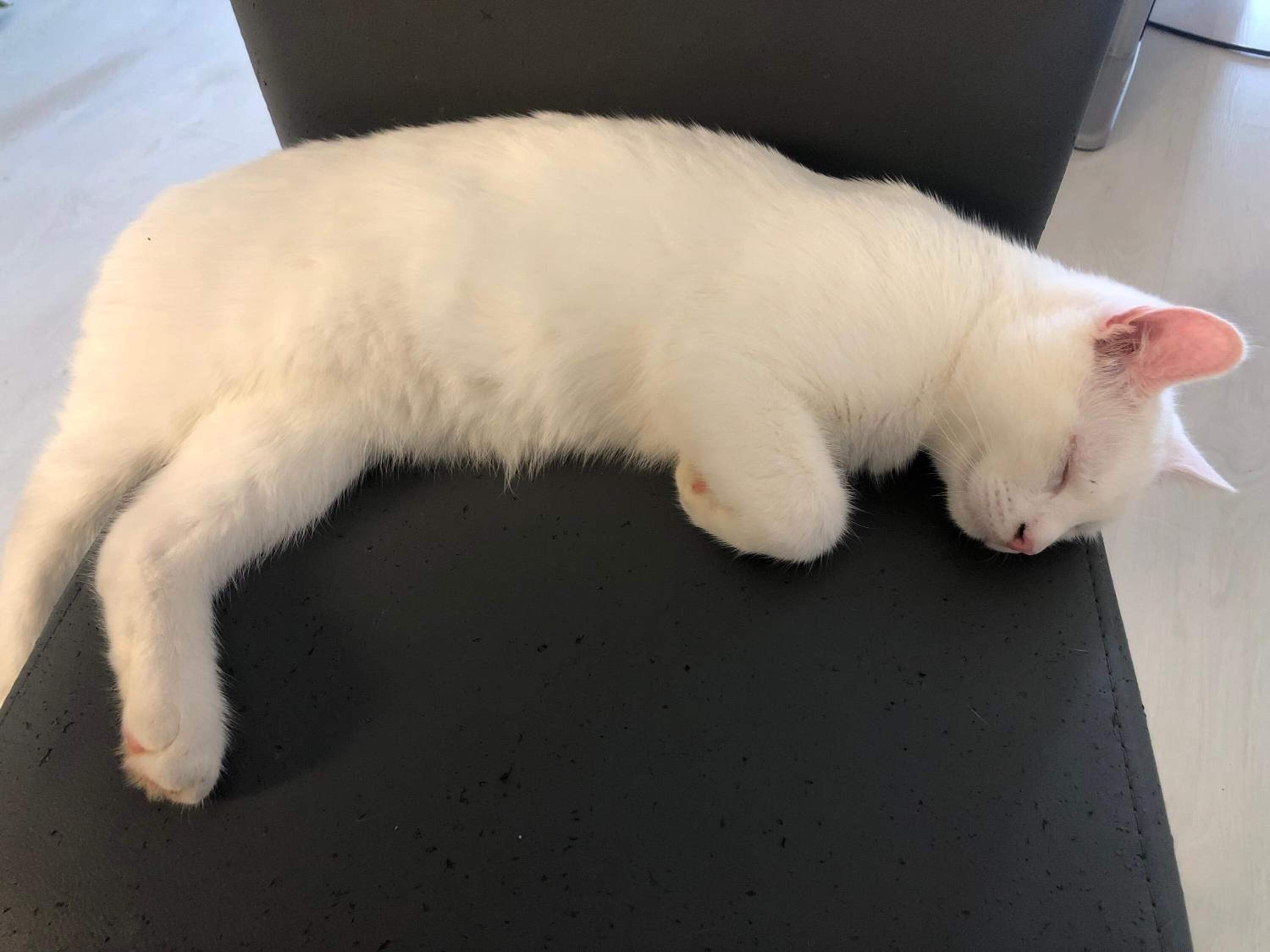 A white cat sleeping on a black chair.