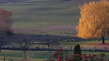 A rural landscape with rolling hills, a tree with golden leaves, and a field of red flowers.