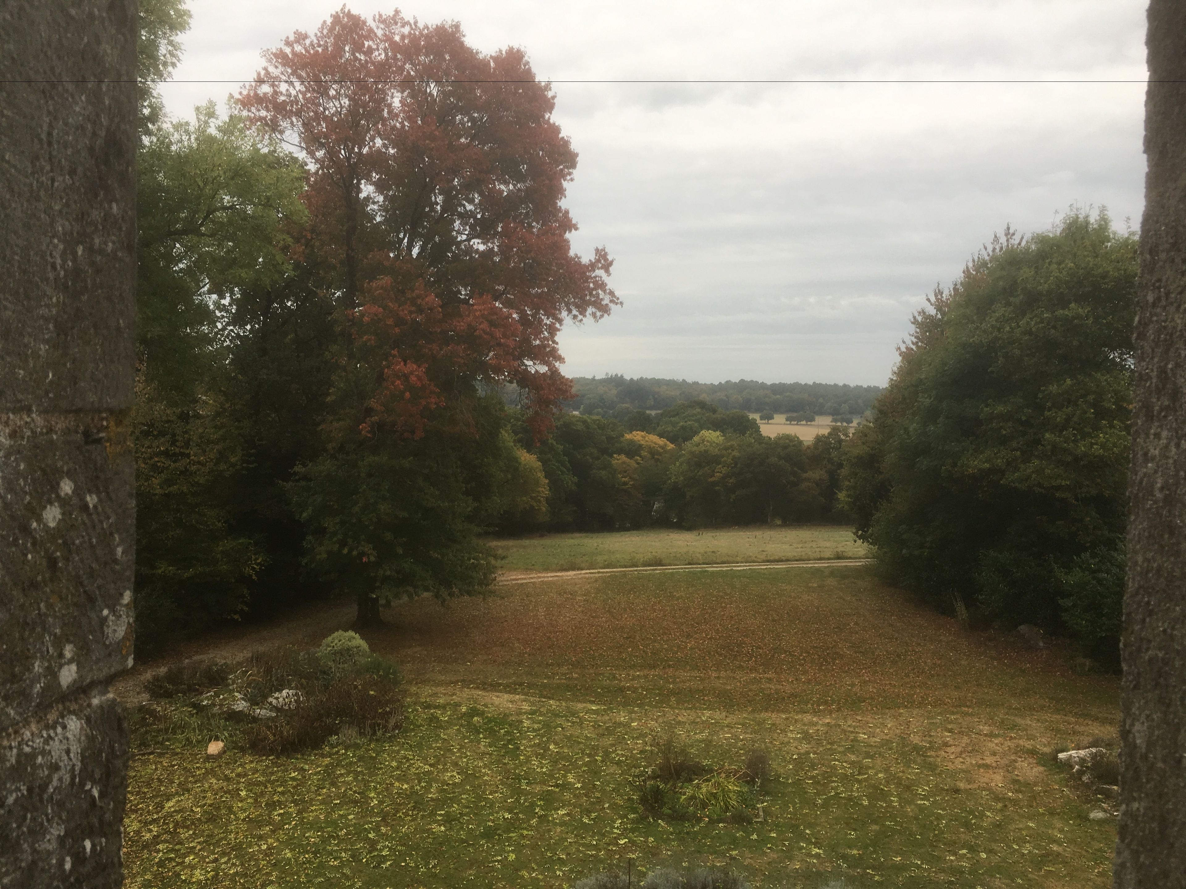 Een uitzicht op een park met bomen en een gazon.