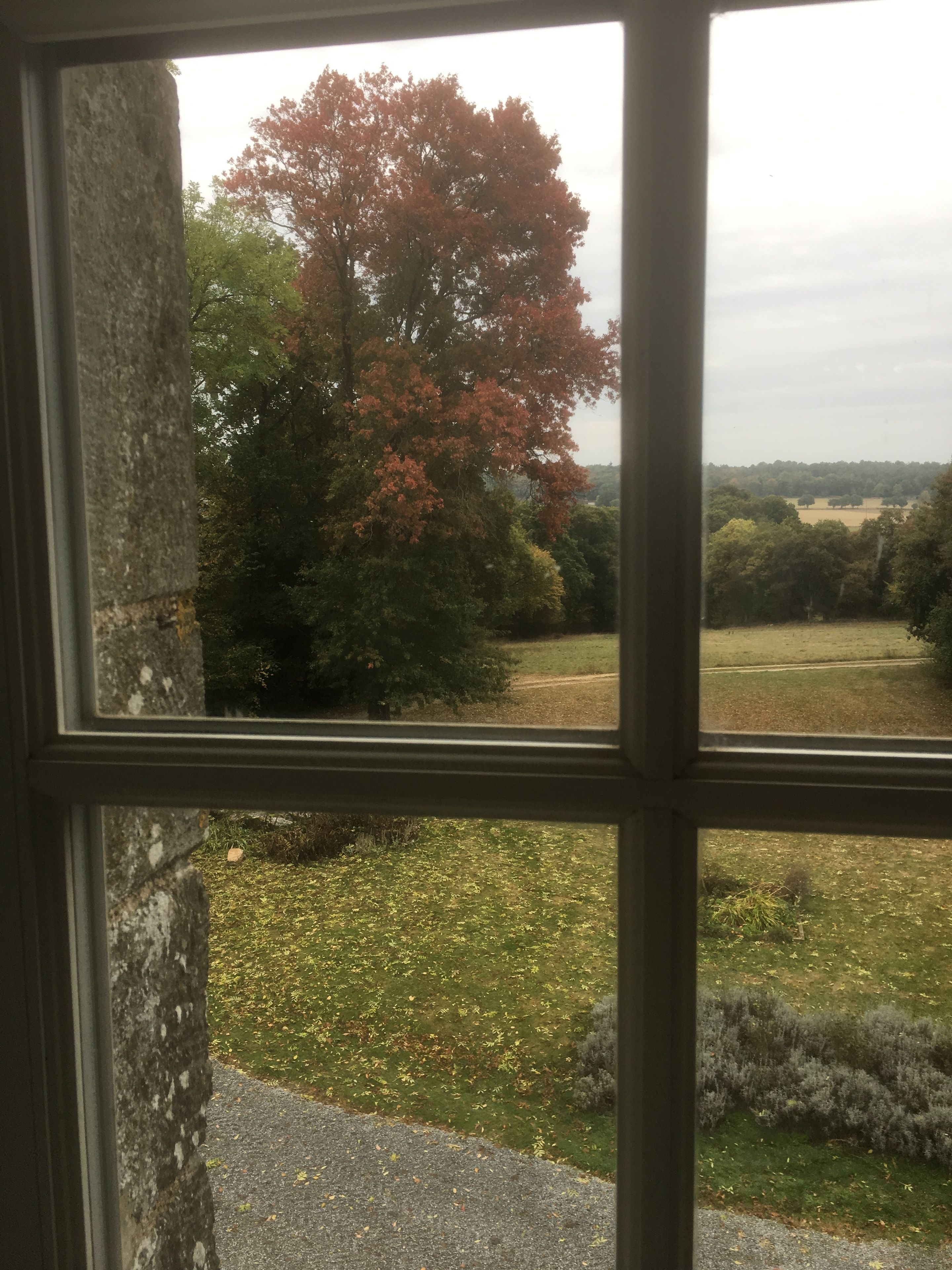 A window view of a landscape with a large tree, grassy fields, and a distant tree line.