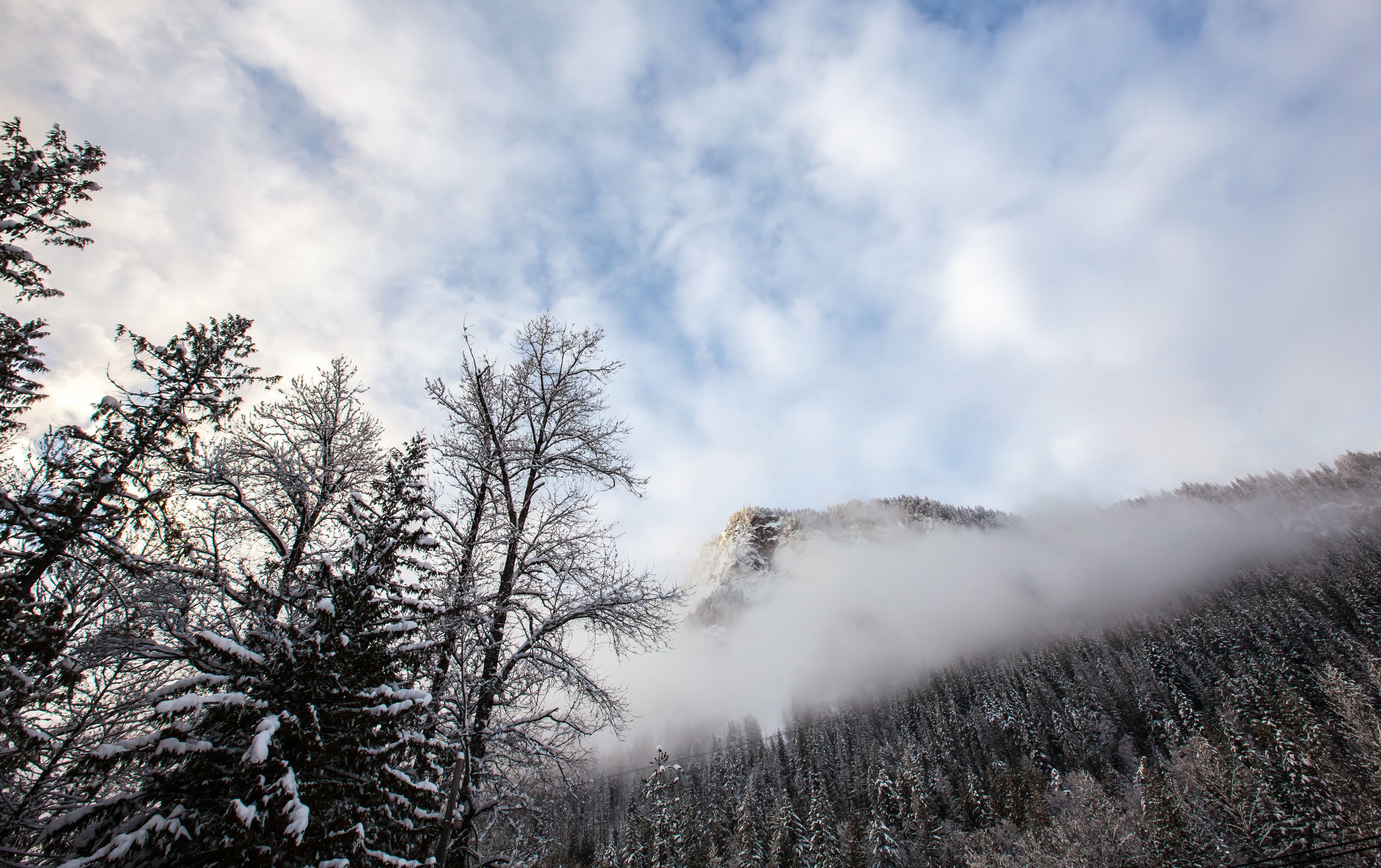 Un paisaje montañoso cubierto de bosque, con árboles nevados y una atmósfera brumosa.