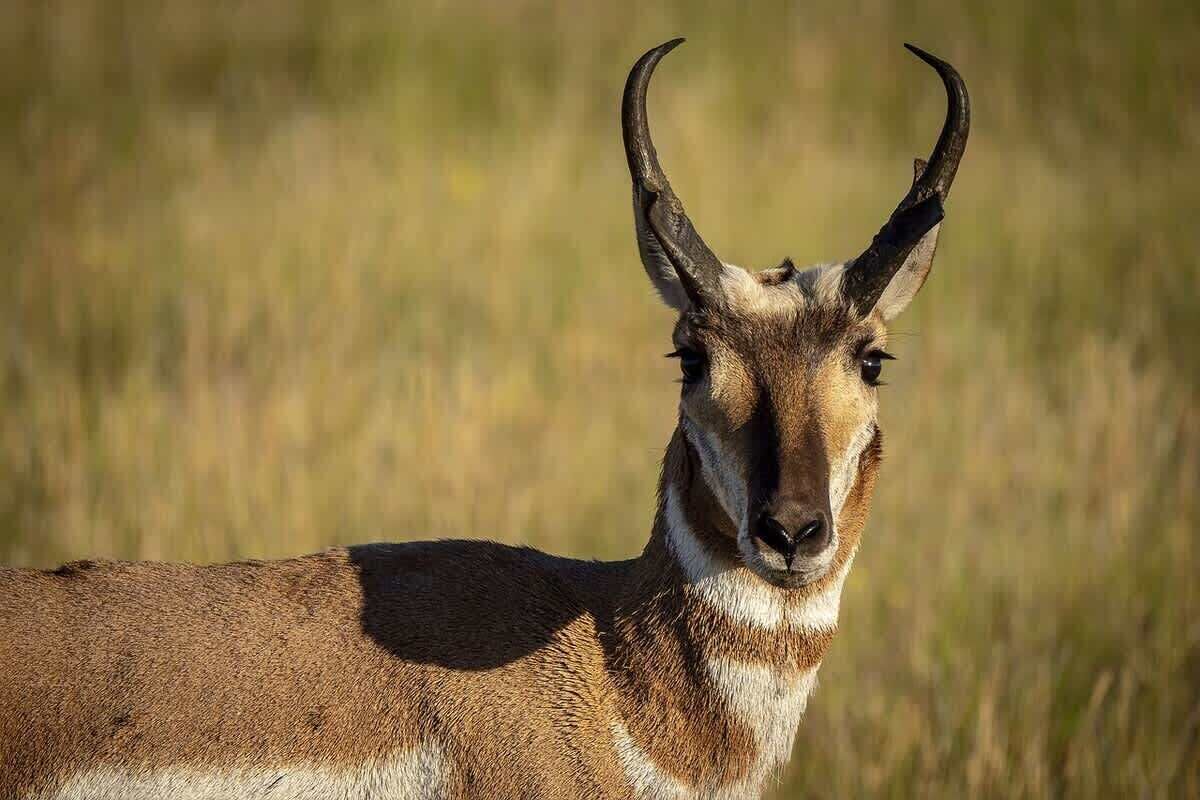 Un gros plan d’une chèvre de montagne aux cornes imposantes, sur fond naturel flou.