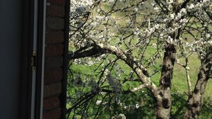 Et vindue der viser udsigt til et træ med hvide blomster, en murstensmur og en klar blå himmel.