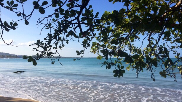 A beach with clear water, gentle waves, and a tree with green leaves in the foreground. - Nestled on a hill with Mountain Views (Bo Cataño, Humacao)