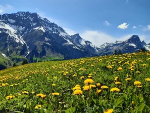 Un champ de fleurs jaunes avec une chaîne de montagnes en arrière-plan.