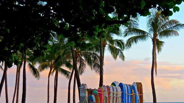 A beach with palm trees and a row of colorful surfboards leaning against a fence. - Aloha Suite Near the Sea II, 3 Block Walk to Beach (Honolulu)