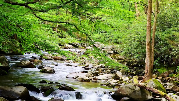 Ein naturbelassener Bach mit Steinen und üppiger Vegetation.