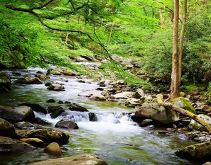 Un cours d’eau naturel, bordé de rochers et d’une végétation luxuriante.