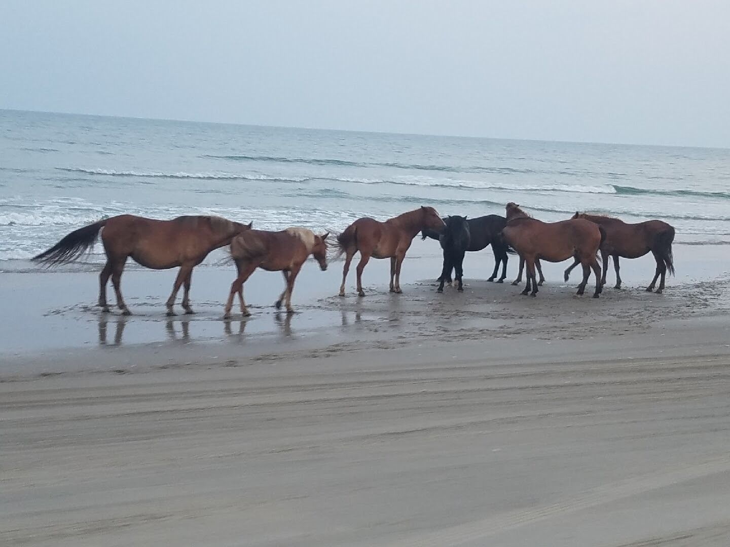 A group of horses on a beach with the ocean in the background.