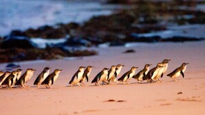 A group of penguins walking on a sandy beach with rocks in the background. - Cowes Chapel Beach House (Cowes)