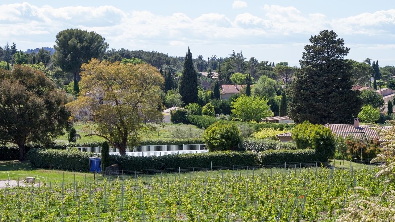 A vineyard with rows of grapevines, surrounded by a white fence and various trees.