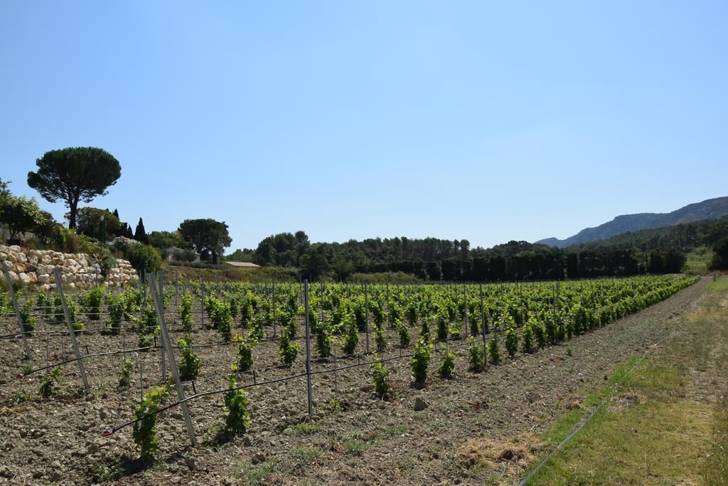A vineyard with rows of grapevines, a stone wall, and a clear blue sky.