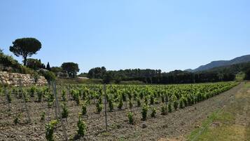 A vineyard with rows of grapevines, a stone wall, and a clear blue sky.