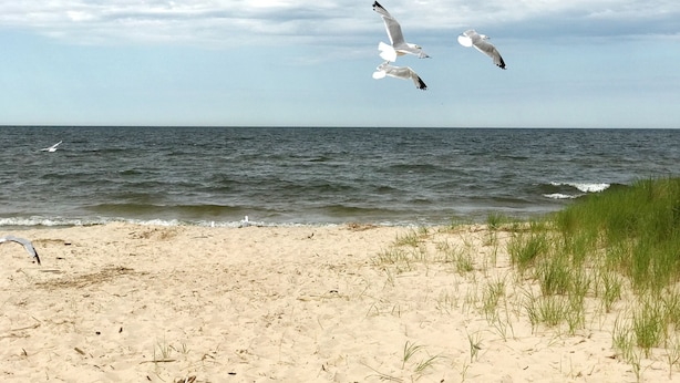 Une plage de sable avec de l’herbe, et des oiseaux qui volent dans le ciel.