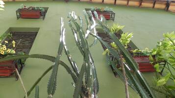 Jardim no terraço com vários vasos contendo cactos e plantas floridas.