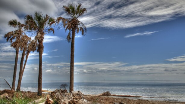 A beach with palm trees and the ocean.