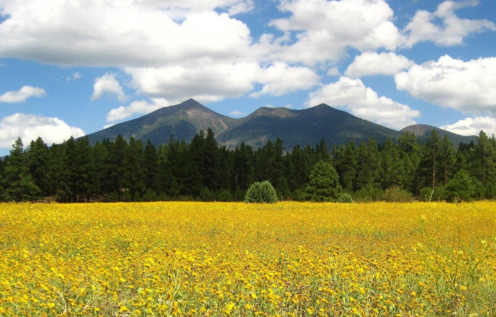 A field of yellow flowers with a mountain range in the background.