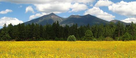 A field of yellow flowers with a mountain range in the background.