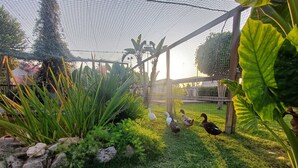 A fenced outdoor area with a grassy ground, a small pond, and various plants. - Barolo houses with large terrace and swimming pool for the whole family (SIRACUSA)