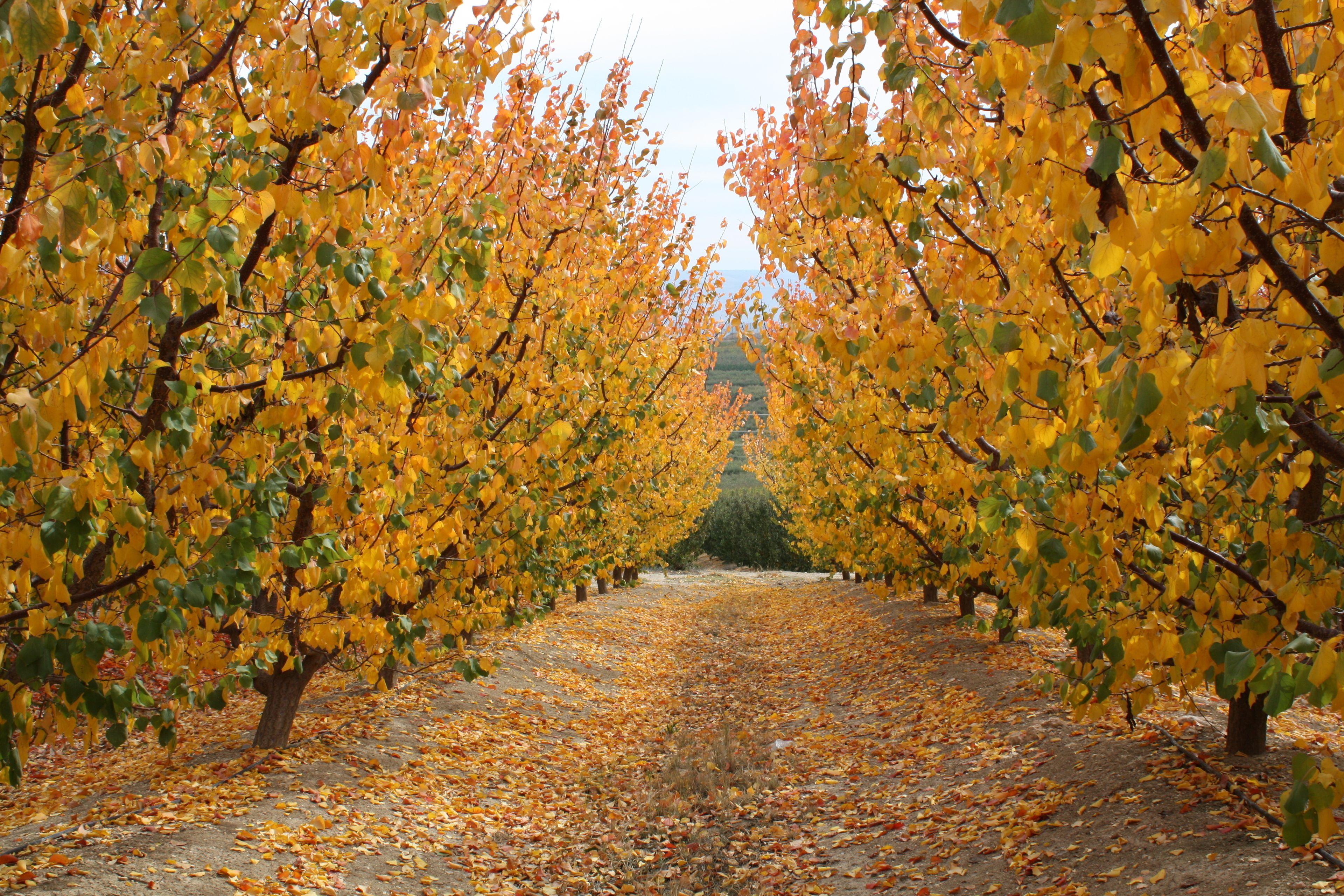 A pathway lined with trees bearing yellow leaves, leading towards a distant structure.