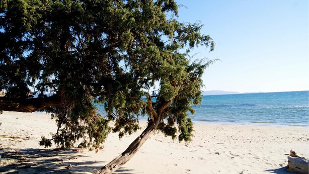En strand med ett stort träd, en sandstrand och ett lugnt hav.