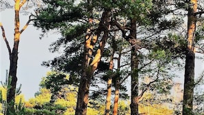 A forested area with tall trees and a building with a green roof. - Pelikan Resort (Kolobrzeg)