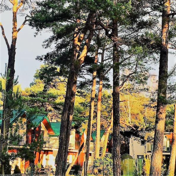 A forested area with tall trees and a building with a green roof.