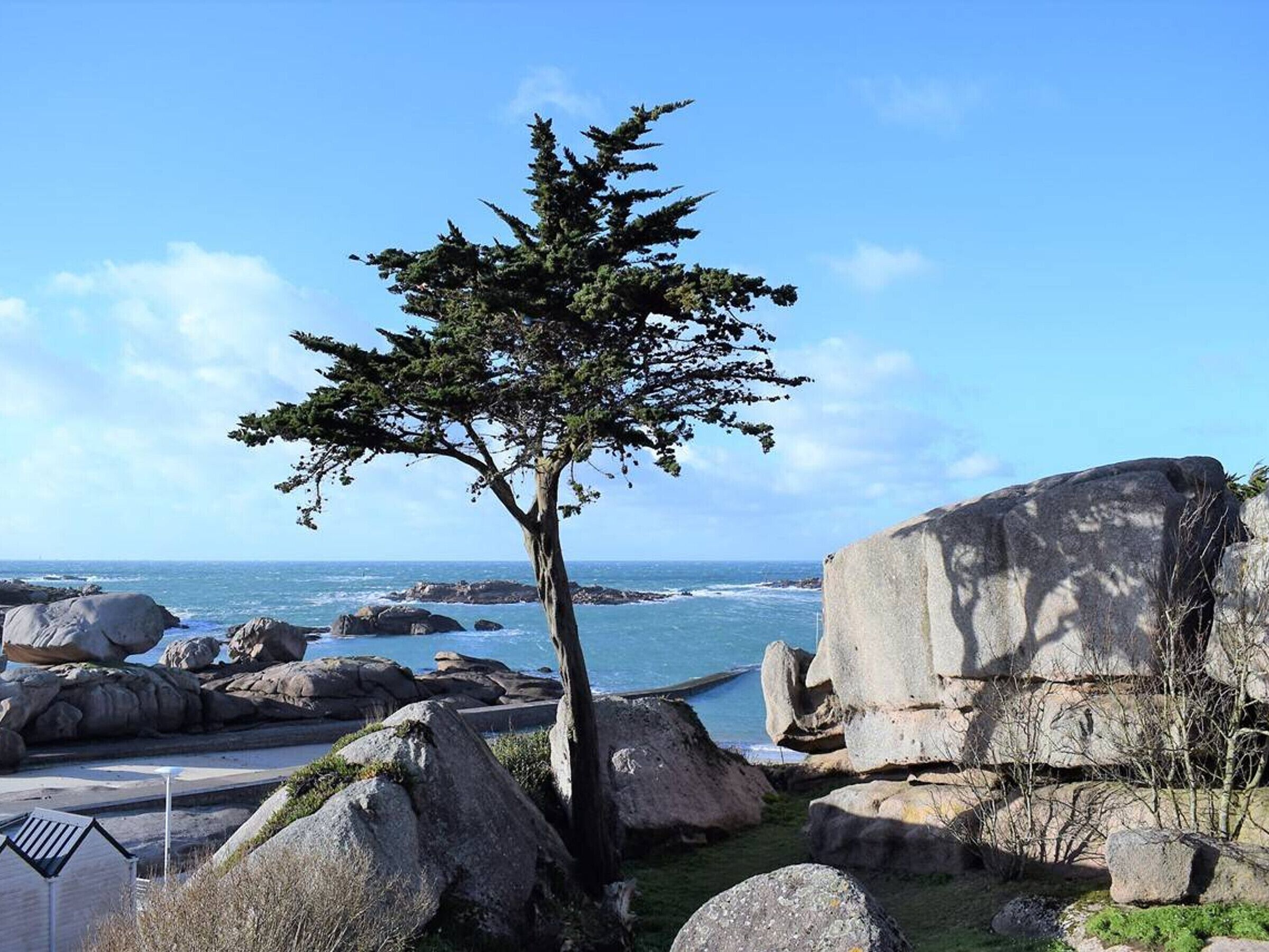 A coastal landscape with a prominent tree, large boulders, and a clear view of the ocean.
