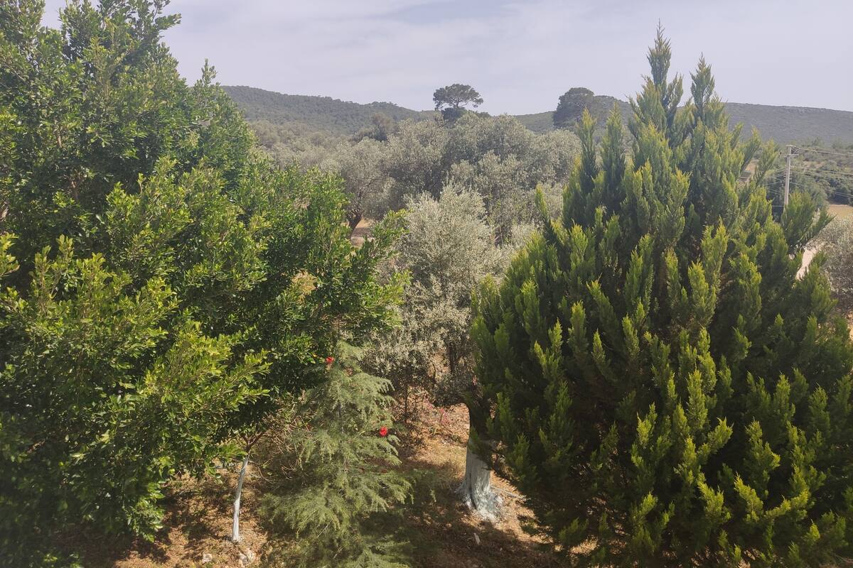 A natural landscape with dense greenery, trees, and a hilly background.