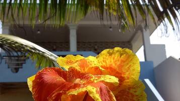 Une fleur jaune et rouge devant un bâtiment à la façade bleue et blanche.