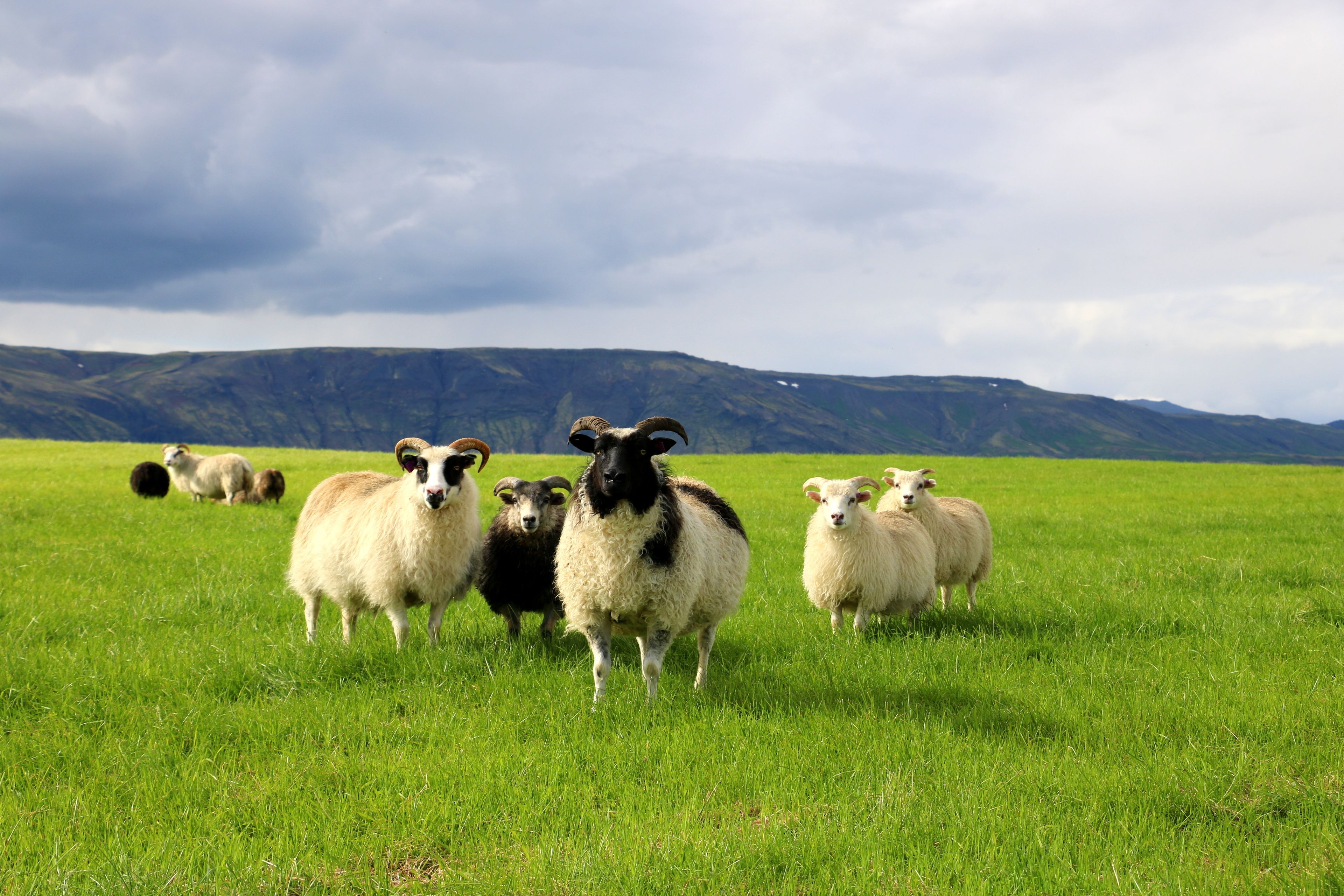 Un grupo de ovejas en un campo cubierto de hierba, con montañas al fondo.
