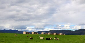 A grassy field with several sheep and a row of wooden cabins in the background.