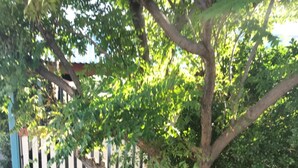 A tree with a white picket fence in the background. - Longreach Outback Adventures (Longreach)