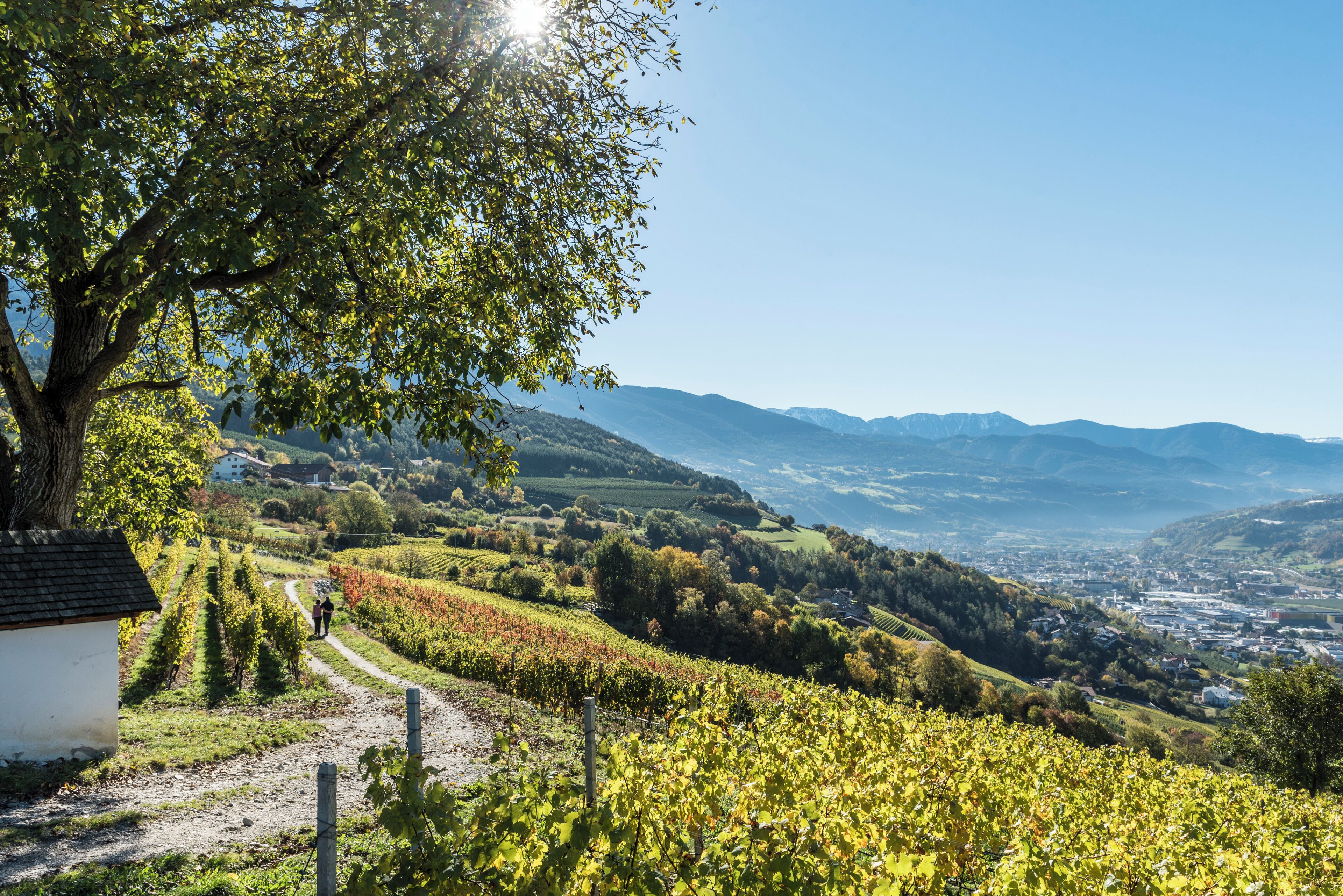 Un vignoble avec des rangées de vignes, un sentier et une vue sur des montagnes lointaines.
