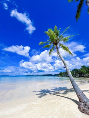 A beach with a palm tree, clear blue sky, and calm sea.