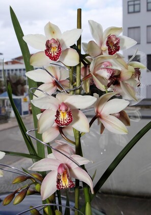 A bouquet of orchids with green leaves, displayed in a clear glass vase. - Europa Hotel (Saarbrücken)