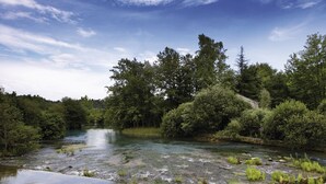 A river flowing through a forested area with dense trees and a clear sky.