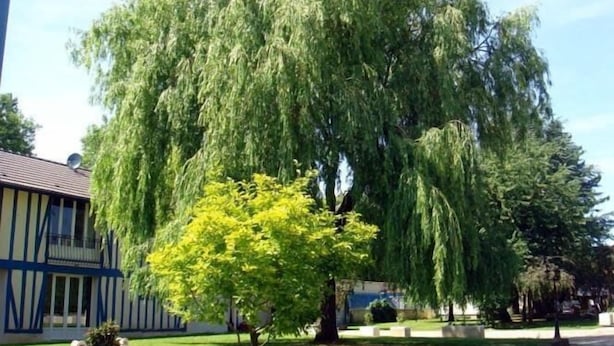 A large weeping willow tree in a well-maintained garden with a building featuring a blue and white facade in the background.