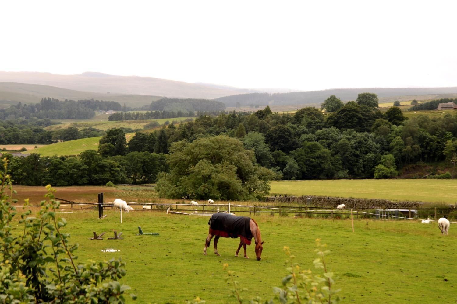 A rural landscape with a field of grazing horses and a stone wall in the background.