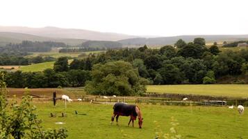 A rural landscape with a field of grazing horses and a stone wall in the background.