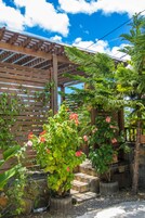 A wooden pergola with climbing plants and a potted tree.
