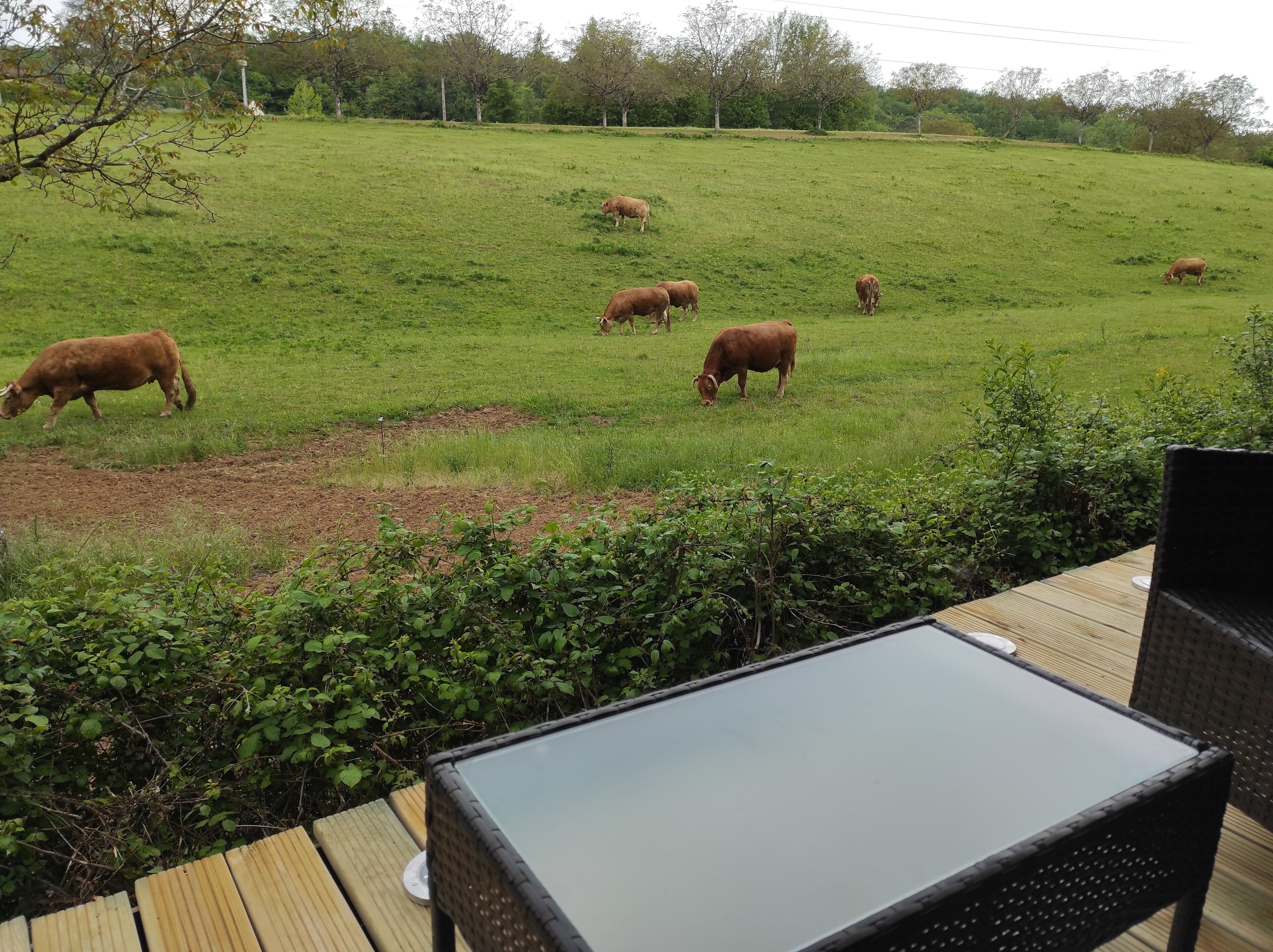 A grassy field with cows grazing, a wooden deck, and a table with chairs.