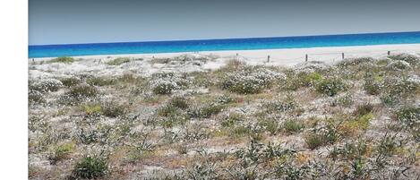 Una playa de arena blanca con vegetación escasa.