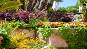 A garden with various plants and flowers, a stone wall, and a palm tree. - Hotel La Mandorla (Barano d'Ischia)