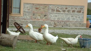 A group of ducks and chickens near a building with a stone wall and a window with a curtain. - Sant'Apollinare (Piancastagnaio)