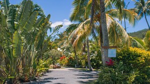 A tropical garden pathway with palm trees and various plants. - Arcadia Retreat Rarotonga (Rarotonga)