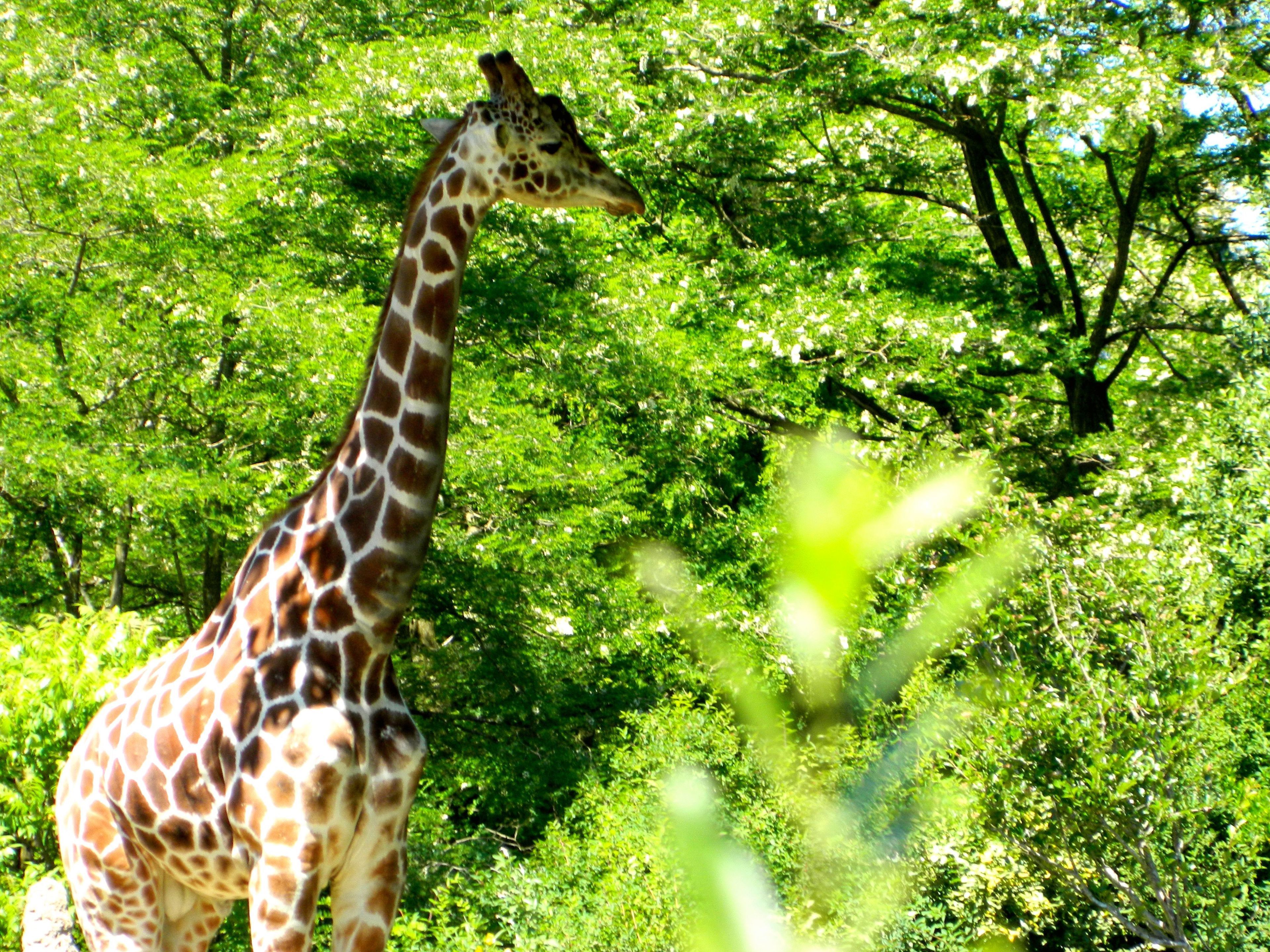 A giraffe standing in a lush green environment with dense foliage in the background.